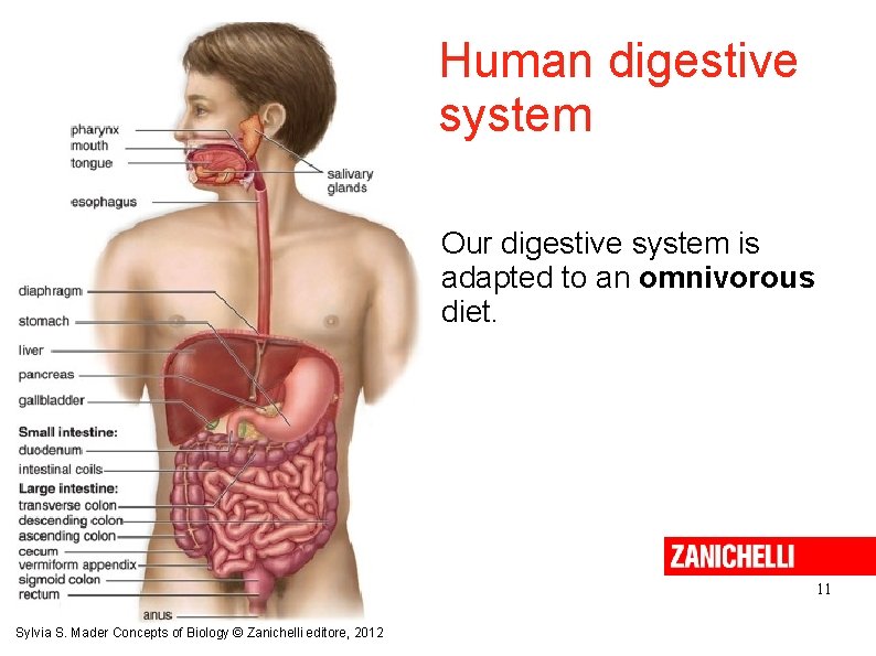 Human digestive system Our digestive system is adapted to an omnivorous diet. 11 Sylvia