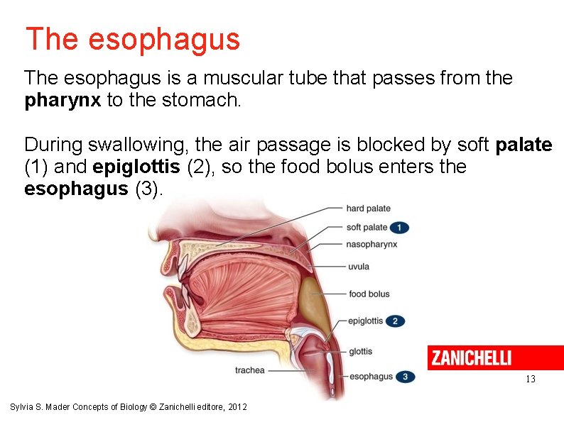 The esophagus is a muscular tube that passes from the pharynx to the stomach.