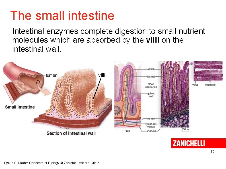 The small intestine Intestinal enzymes complete digestion to small nutrient molecules which are absorbed