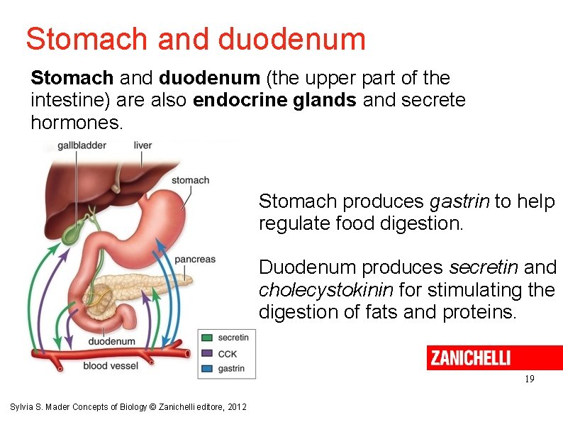 Stomach and duodenum (the upper part of the intestine) are also endocrine glands and