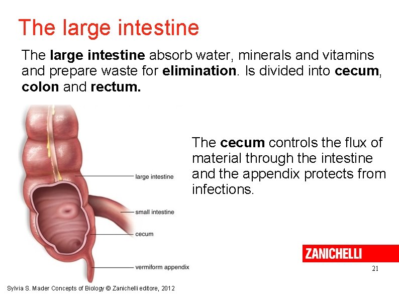 The large intestine absorb water, minerals and vitamins and prepare waste for elimination. Is