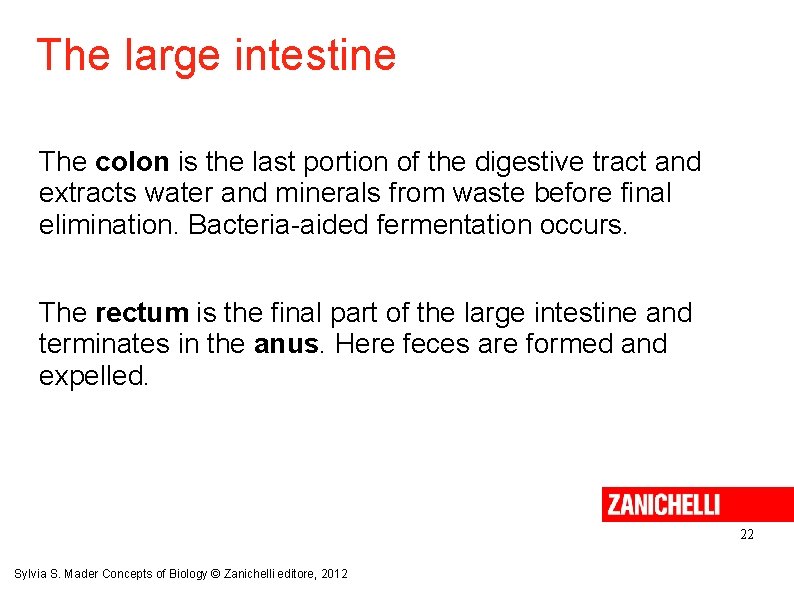 The large intestine The colon is the last portion of the digestive tract and