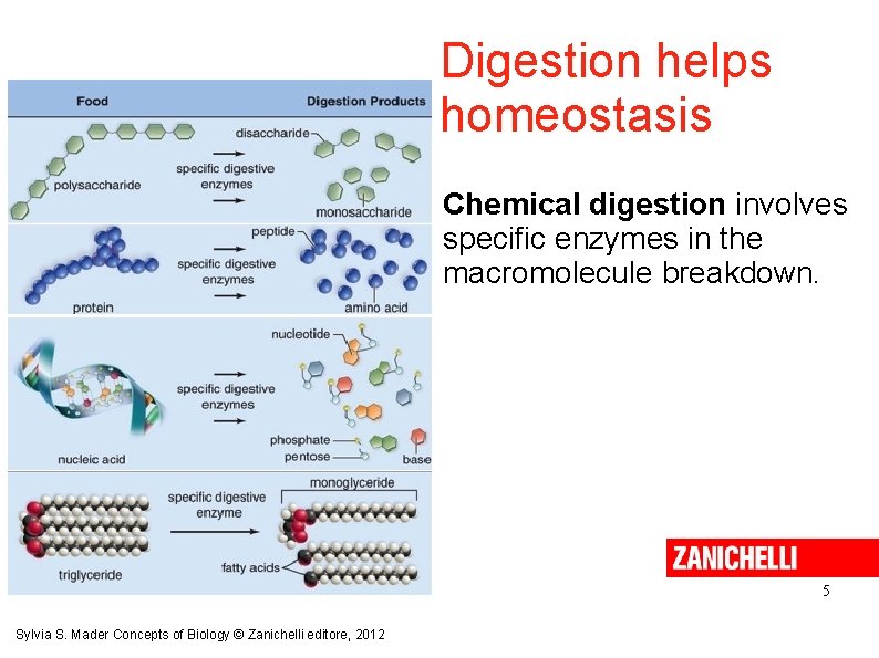 Digestion helps homeostasis Chemical digestion involves specific enzymes in the macromolecule breakdown. 5 Sylvia