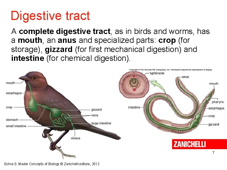 Digestive tract A complete digestive tract, as in birds and worms, has a mouth,