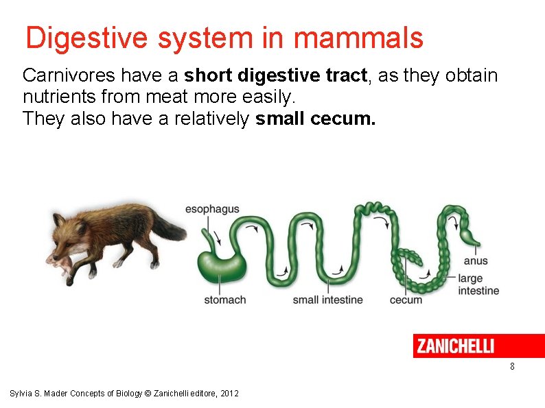 Digestive system in mammals Carnivores have a short digestive tract, as they obtain nutrients