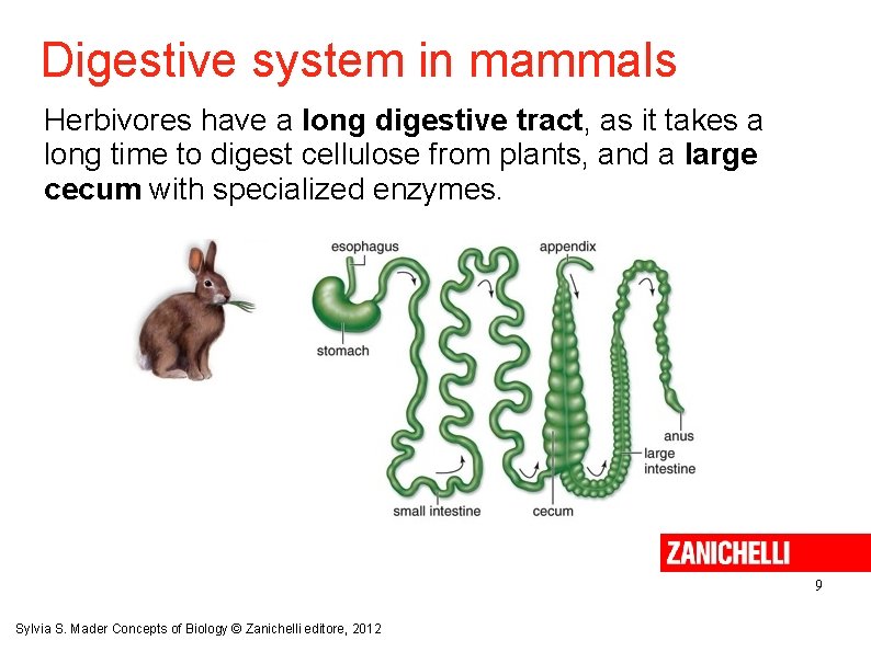 Digestive system in mammals Herbivores have a long digestive tract, as it takes a