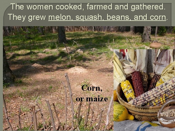 The women cooked, farmed and gathered. They grew melon, squash, beans, and corn. Corn,