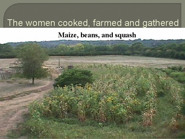 The women cooked, farmed and gathered Maize, beans, and squash 