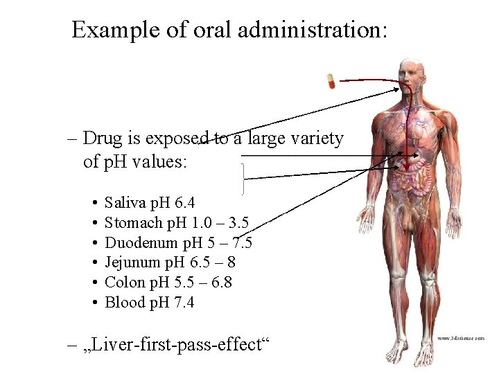 Example of oral administration: – Drug is exposed to a large variety of p.