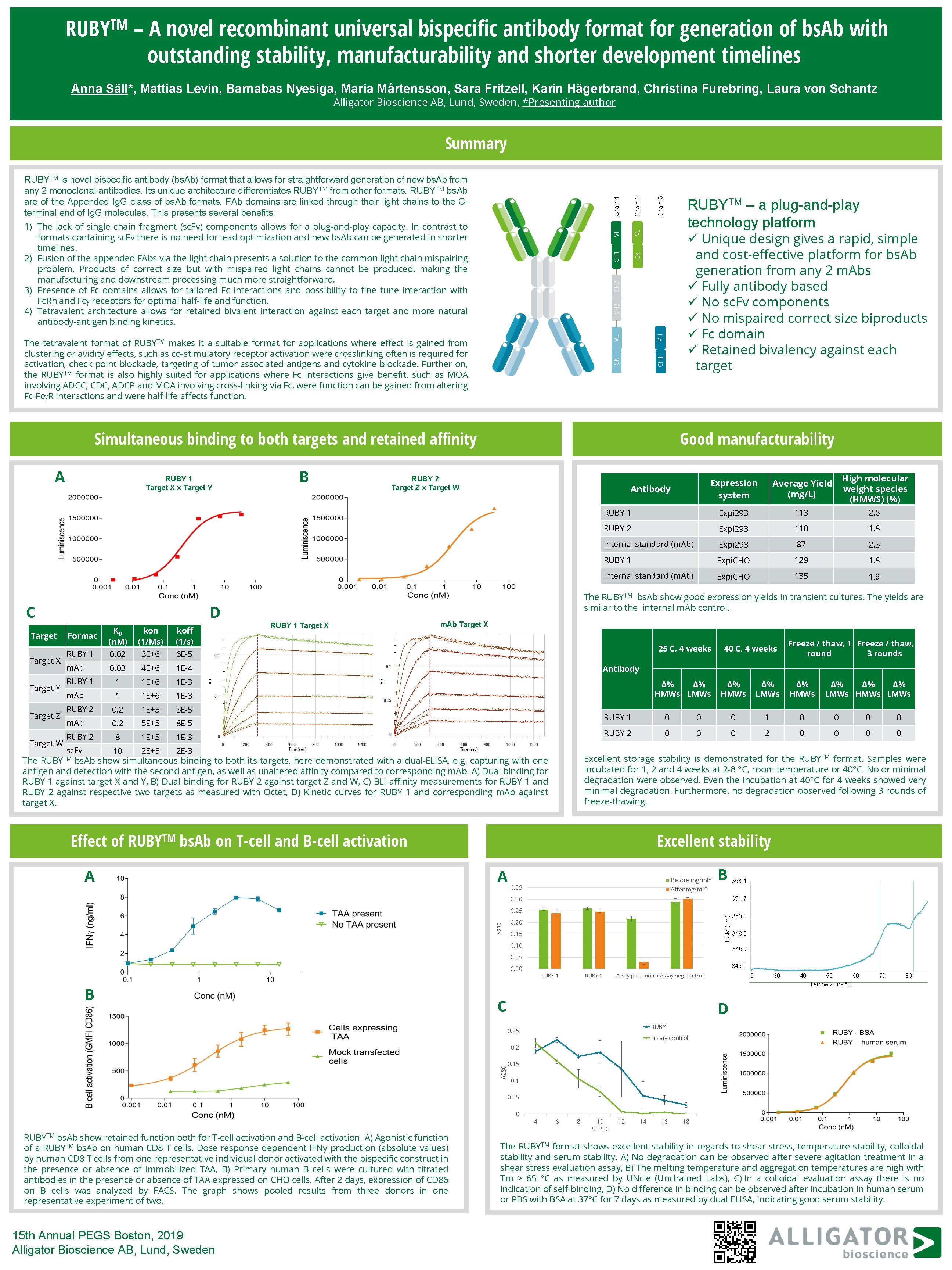 TM RUBY – A novel recombinant universal bispecific antibody format for generation of bs.