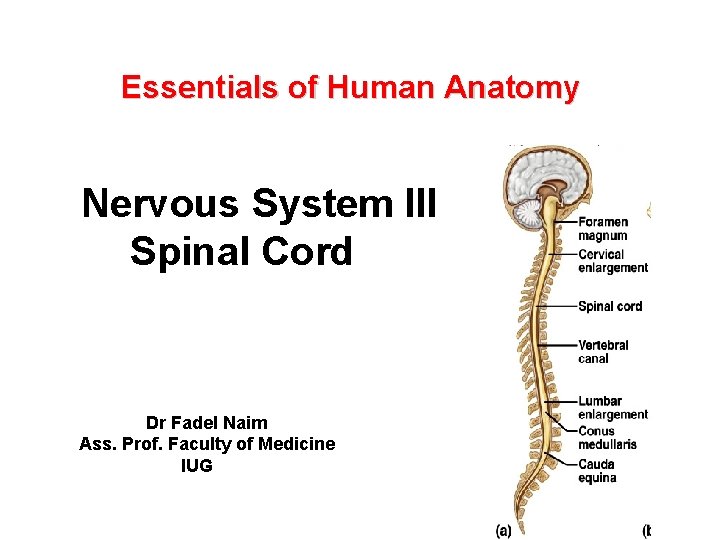 Essentials of Human Anatomy Nervous System III Spinal Cord Dr Fadel Naim Ass. Prof.