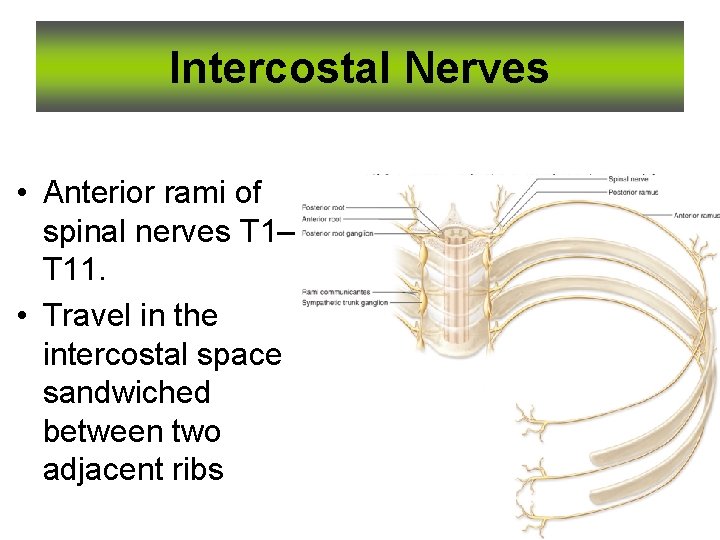 Intercostal Nerves • Anterior rami of spinal nerves T 1– T 11. • Travel