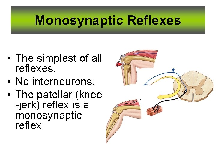 Monosynaptic Reflexes • The simplest of all reflexes. • No interneurons. • The patellar