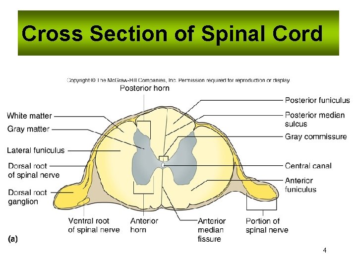 Cross Section of Spinal Cord 4 