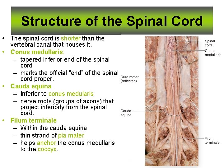 Structure of the Spinal Cord • The spinal cord is shorter than the vertebral