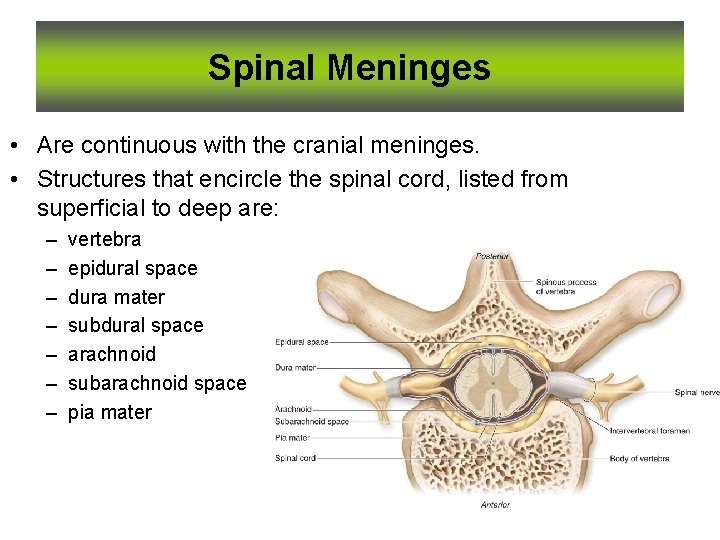 Spinal Meninges • Are continuous with the cranial meninges. • Structures that encircle the