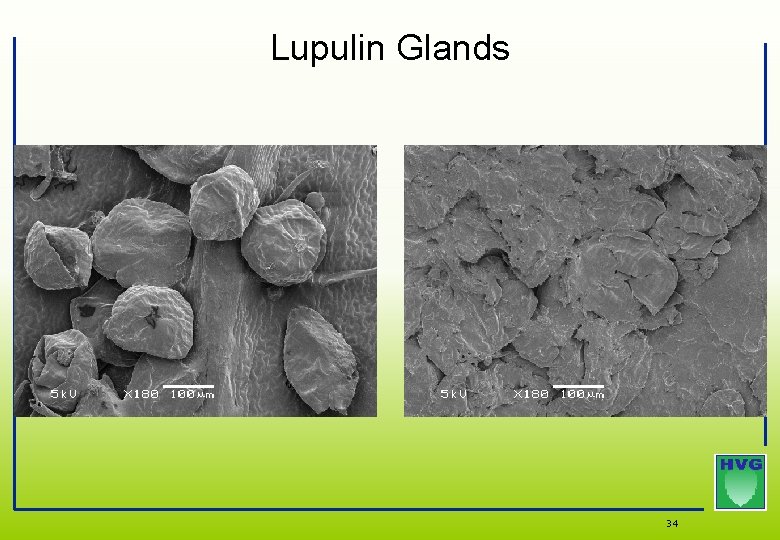 Lupulin Glands 34 Lupulin Glands 34