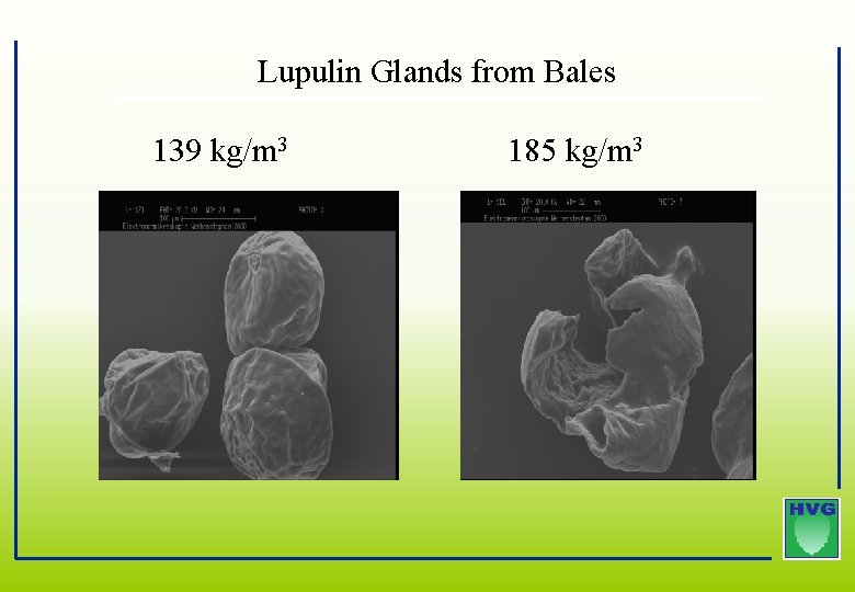 Lupulin Glands from Bales 139 kg/m 3 185 kg/m 3 Lupulin Glands from Bales 139 kg/m 3 185 kg/m 3
