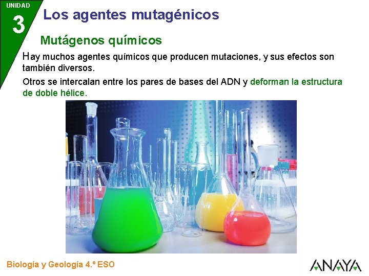 UNIDAD 3 Los agentes mutagénicos Mutágenos químicos Hay muchos agentes químicos que producen mutaciones,