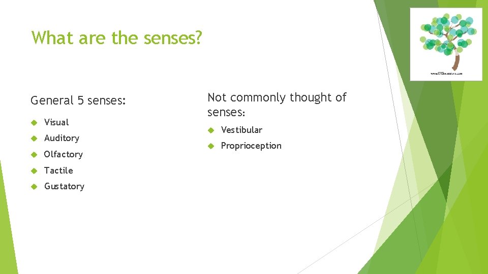 What are the senses? General 5 senses: Visual Auditory Olfactory Tactile Gustatory Not commonly