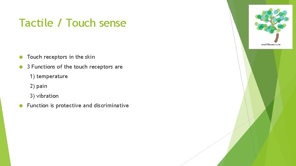 Tactile / Touch sense Touch receptors in the skin 3 Functions of the touch