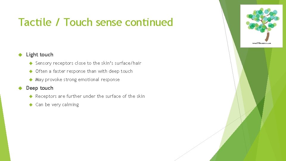 Tactile / Touch sense continued Light touch Sensory receptors close to the skin’s surface/hair
