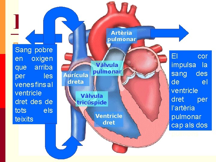 El Cor Artèria pulmonar Bombeja la sang en sentit únic. Sang pobre El en El Cor Artèria pulmonar Bombeja la sang en sentit únic. Sang pobre El en