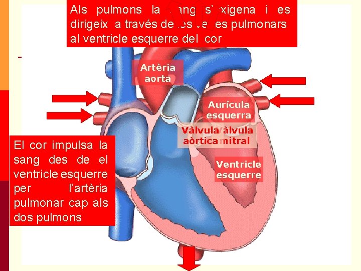Als pulmons la sang s’oxigena i es dirigeix a través de les venes pulmonars Als pulmons la sang s’oxigena i es dirigeix a través de les venes pulmonars