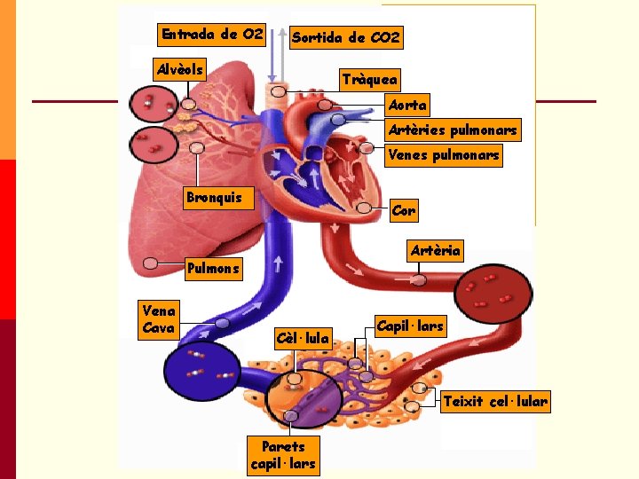 Entrada de O 2 Sortida de CO 2 Alvèols Tràquea Aorta Artèries pulmonars Venes Entrada de O 2 Sortida de CO 2 Alvèols Tràquea Aorta Artèries pulmonars Venes