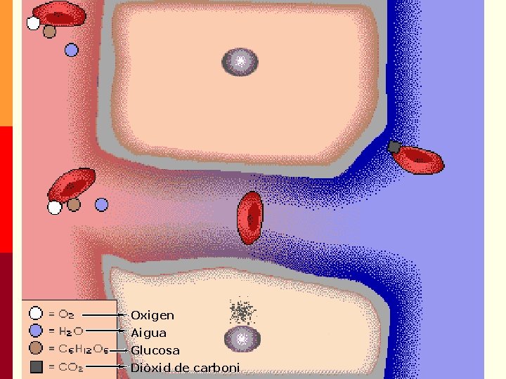 Oxigen Aigua Glucosa Diòxid de carboni Oxigen Aigua Glucosa Diòxid de carboni