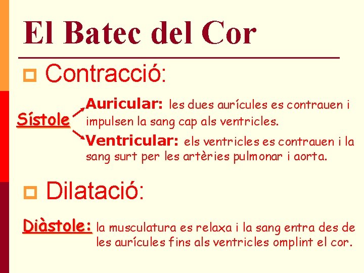 El Batec del Cor p Contracció: Sístole Auricular: les dues aurícules es contrauen i El Batec del Cor p Contracció: Sístole Auricular: les dues aurícules es contrauen i
