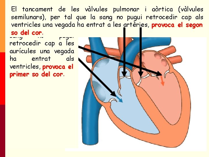 El tancament de les vàlvules pulmonar i aòrtica (vàlvules El tancament de les semilunars), El tancament de les vàlvules pulmonar i aòrtica (vàlvules El tancament de les semilunars),