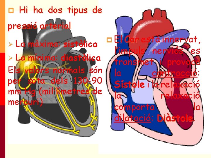 p Hi ha dos tipus de pressió arterial Ø La màxima: sistòlica p El p Hi ha dos tipus de pressió arterial Ø La màxima: sistòlica p El