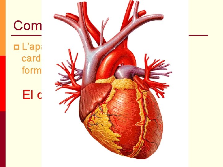Components p L’aparell circulatori o cardiovascular està format per: El cor Components p L’aparell circulatori o cardiovascular està format per: El cor