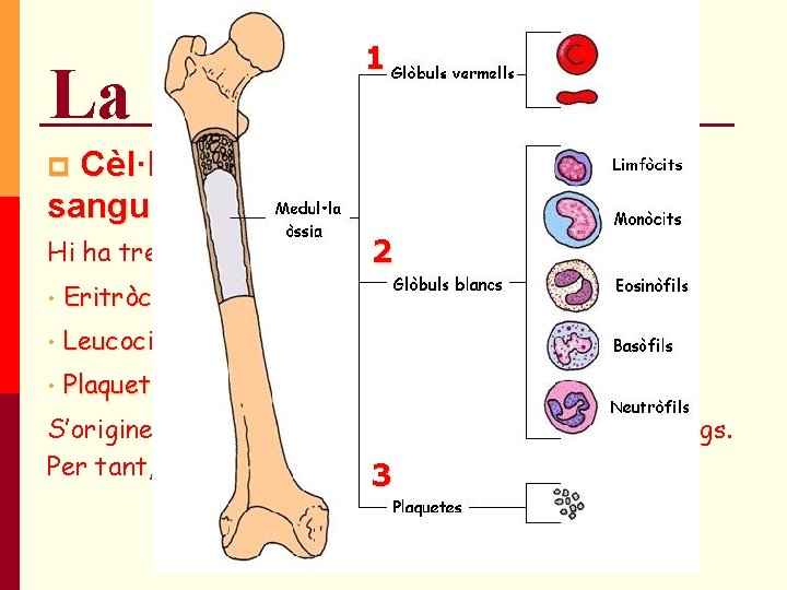 La sang 1 Cèl·lules sanguínies sanguini p 45% volum Hi ha tres tipus de La sang 1 Cèl·lules sanguínies sanguini p 45% volum Hi ha tres tipus de