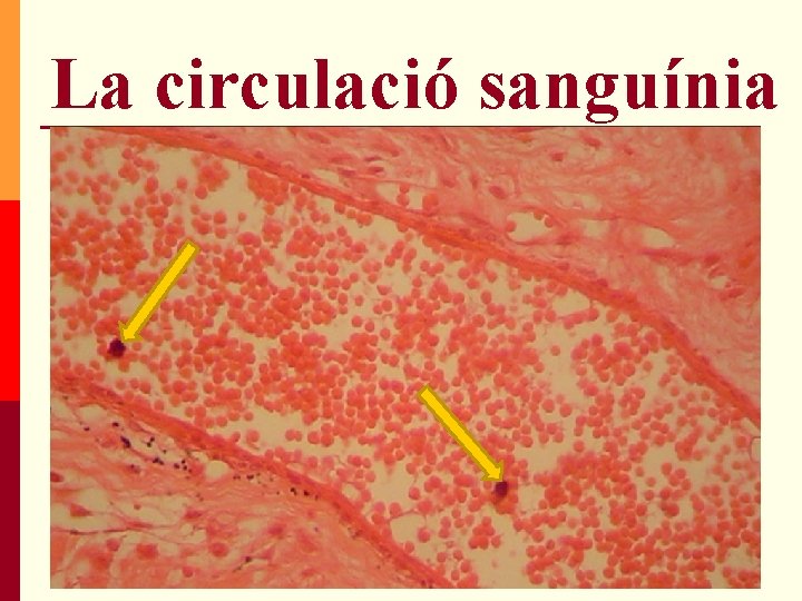 La circulació sanguínia La circulació sanguínia