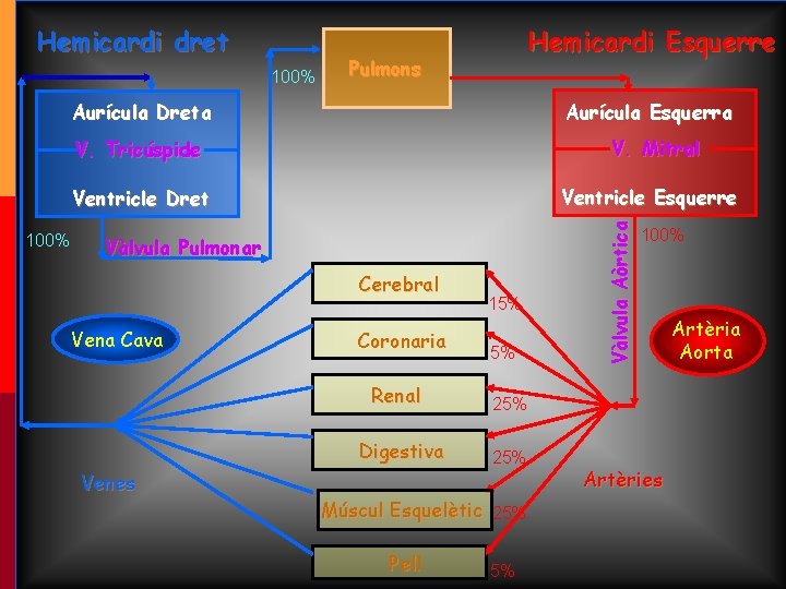 100% Hemicardi Esquerre Pulmons Aurícula Dreta Aurícula Esquerra V. Mitral V. Tricúspide Ventricle Esquerre 100% Hemicardi Esquerre Pulmons Aurícula Dreta Aurícula Esquerra V. Mitral V. Tricúspide Ventricle Esquerre