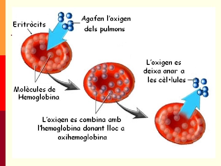 Les cèl·lules sanguínies p Eritròcits, hematies o glòbuls vermells Les més abundants → 5. Les cèl·lules sanguínies p Eritròcits, hematies o glòbuls vermells Les més abundants → 5.