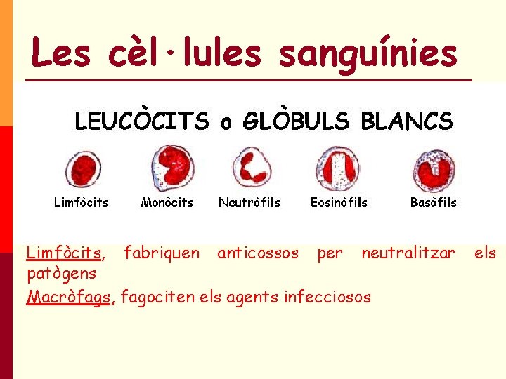Les cèl·lules sanguínies Leucocits o glòbuls blancs Són les menys abundants → 8. 000 Les cèl·lules sanguínies Leucocits o glòbuls blancs Són les menys abundants → 8. 000
