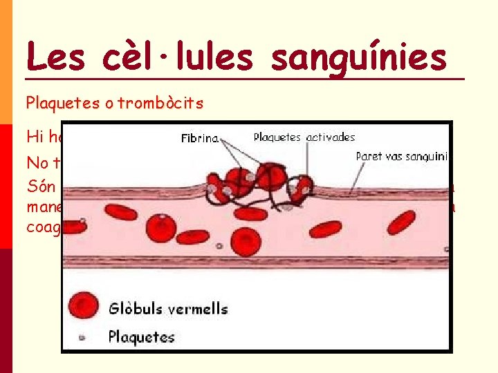 Les cèl·lules sanguínies Plaquetes o trombòcits Hi ha unes 250. 000 /m. L No Les cèl·lules sanguínies Plaquetes o trombòcits Hi ha unes 250. 000 /m. L No