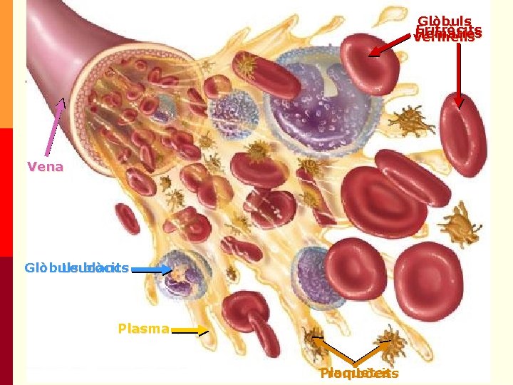 Glòbuls Eritròcits Hematies vermells Vena Glòbuls blancs Leucòcits Plasma Plaquetes Trombòcits Glòbuls Eritròcits Hematies vermells Vena Glòbuls blancs Leucòcits Plasma Plaquetes Trombòcits