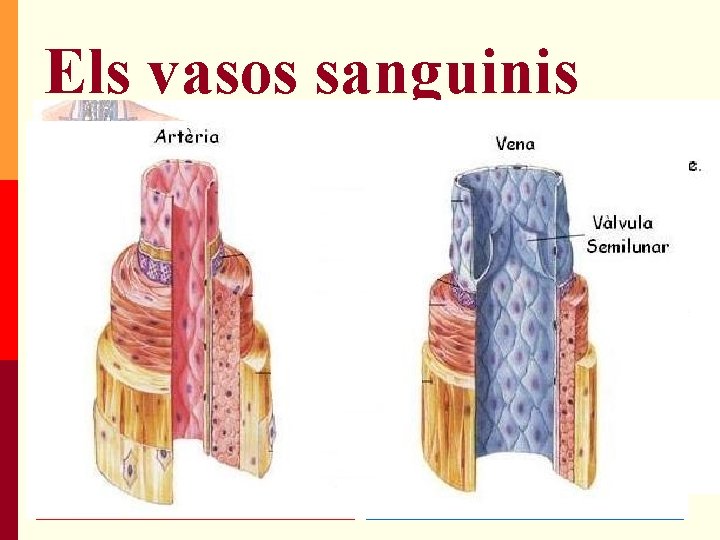 Els vasos sanguinis LES ARTÈRIES Són les encarregades de transportar la sang del cor Els vasos sanguinis LES ARTÈRIES Són les encarregades de transportar la sang del cor