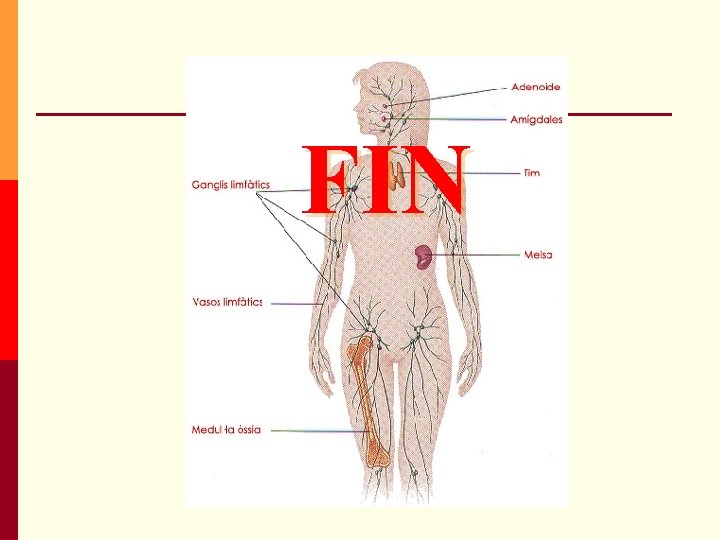 FIN FIN
