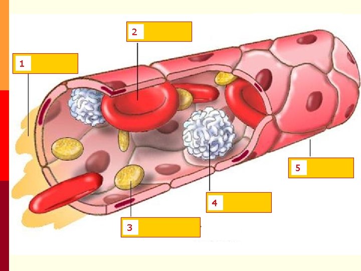 2 1 p L’aparell circulatori o cardiovascular està format per: Els vasos sanguinis 4 2 1 p L’aparell circulatori o cardiovascular està format per: Els vasos sanguinis 4