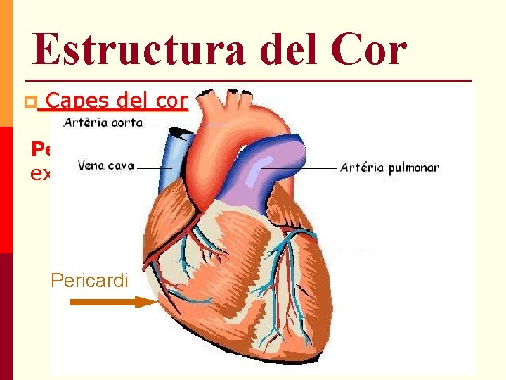 Estructura del Cor p Capes del cor Pericardi: coberta fibrosa que envolta externament el Estructura del Cor p Capes del cor Pericardi: coberta fibrosa que envolta externament el