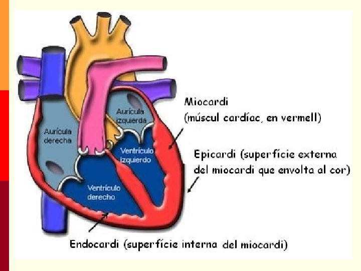 Estructura del Cor p Capes del cor Pericardi: coberta fibrosa que envolta externament el Estructura del Cor p Capes del cor Pericardi: coberta fibrosa que envolta externament el