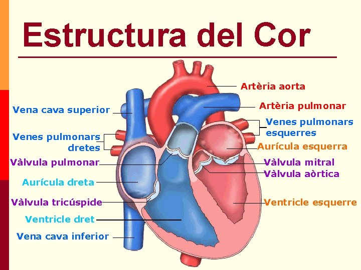 Estructura del Cor Artèria aorta Vena cava superior Venes pulmonars dretes Vàlvula pulmonar Aurícula Estructura del Cor Artèria aorta Vena cava superior Venes pulmonars dretes Vàlvula pulmonar Aurícula