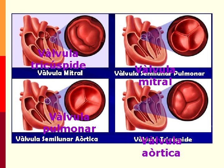 Vàlvula tricúspide Vàlvula mitral Vàlvula pulmonar Vàlvula aòrtica Vàlvula tricúspide Vàlvula mitral Vàlvula pulmonar Vàlvula aòrtica