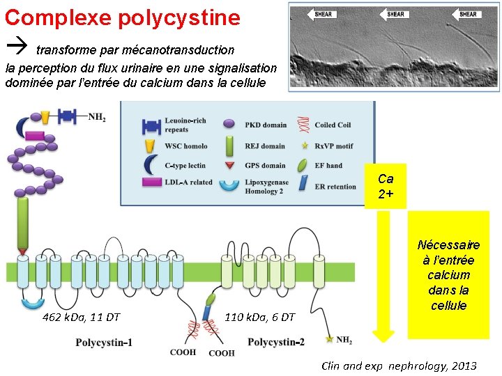 Complexe polycystine transforme par mécanotransduction la perception du flux urinaire en une signalisation dominée