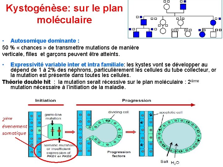 Kystogénèse: sur le plan moléculaire • Autosomique dominante : 50 % « chances »
